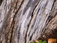 Totholz und junge Blättertriebe